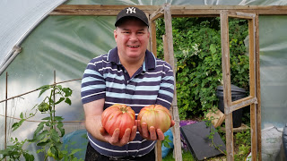 Matthew picks Heritage tomatoes for lunch