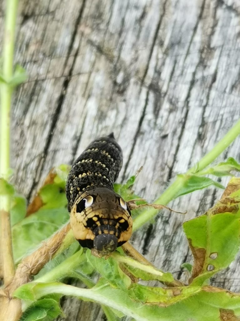 elephant moth caterpillar