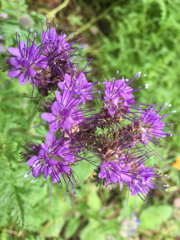 phacaelia flowers